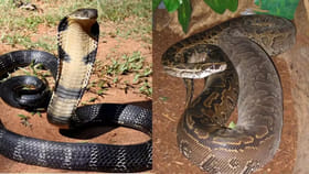 కొండచిలువ Vs కింగ్ కోబ్రా పోరులో విజేత ఎవరు..?