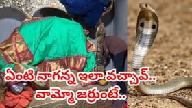 ఆలయ గర్భగుడిలో ప్రత్యక్షమైన నాగన్న.. చివరకు ఏం జరిగిందో తెలుసా..?