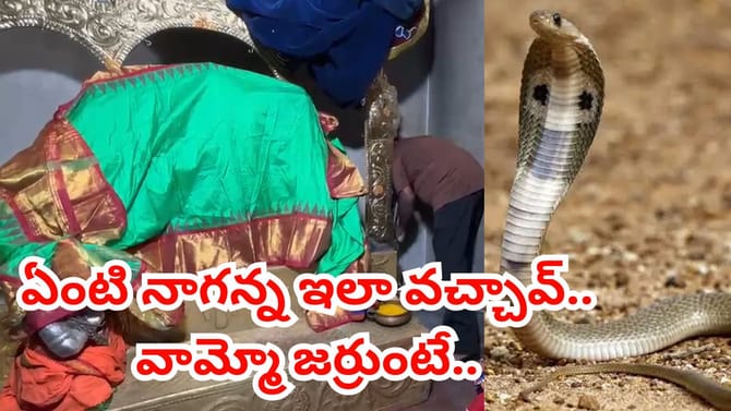 ఆలయ గర్భగుడిలో ప్రత్యక్షమైన నాగన్న.. చివరకు ఏం జరిగిందో తెలుసా..?