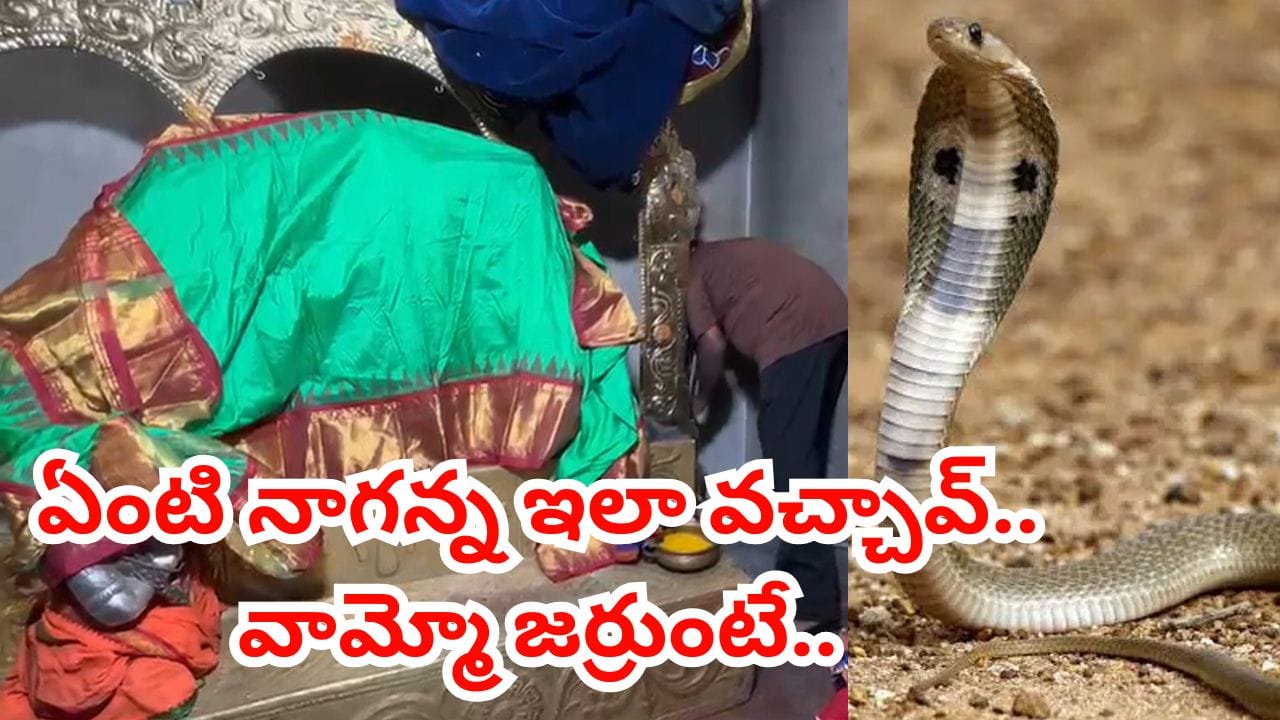 Watch: ఆలయ గర్భగుడిలో ప్రత్యక్షమైన నాగుపాము.. చివరకు ఏం జరిగిందో తెలుసా..?