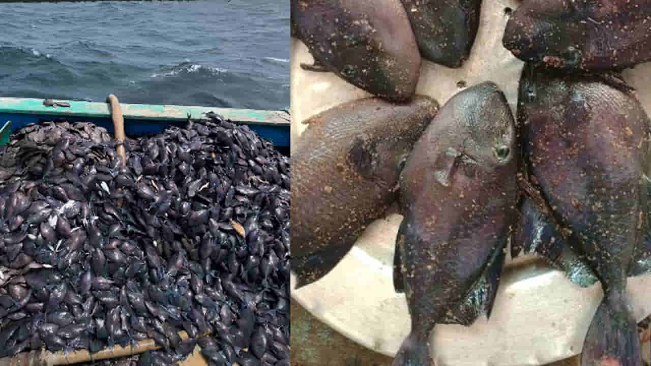 Klathi Fish: కోళ్లకు ఆహారంగా ఇచ్చే ఈ చేపలను మనం తినొచ్చా? తక్కువ ధరకు దొరుకుతాయి..