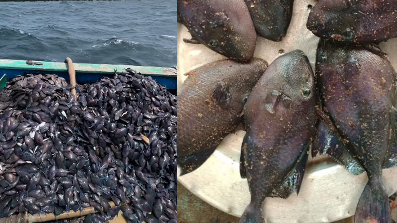 Klathi Fish: కోళ్లకు ఆహారంగా ఇచ్చే ఈ చేపలను మనం తినొచ్చా? తక్కువ ధరకు దొరుకుతాయి..