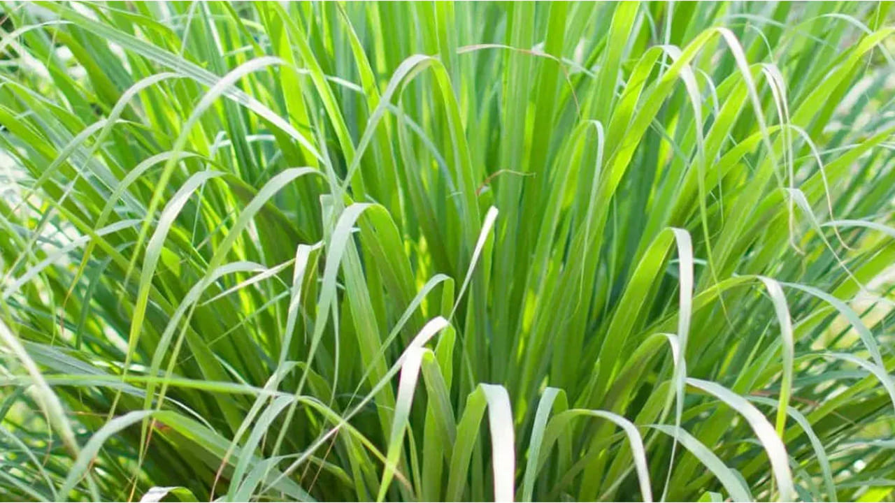 లెమన్ గ్రాస్ (Lemon Grass - నిమ్మగడ్డి): దోమలను నివారించడంలో లెమన్ గ్రాస్ అత్యంత శక్తివంతంగా పనిచేస్తుంది. మార్కెట్లో దొరికే అనేక మస్కిటో రిపెల్లెంట్లలో దీని ఆయిల్ను ఉపయోగిస్తారు. ఈ మొక్క నుంచి వచ్చే గాఢమైన నిమ్మ సువాసన (Citrus Aroma) దోమలకు అస్సలు పడదు. మీ ఇంటి కిటికీల దగ్గర లేదా బాల్కనీలో ఈ మొక్కను ఉంచడం వల్ల దోమలు అస్సలు లోపలికి రావు.