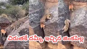 చిరుతకే చెమటలు పట్టించిన జింకపిల్ల.. కొండల మధ్య వేటాడే సీన్