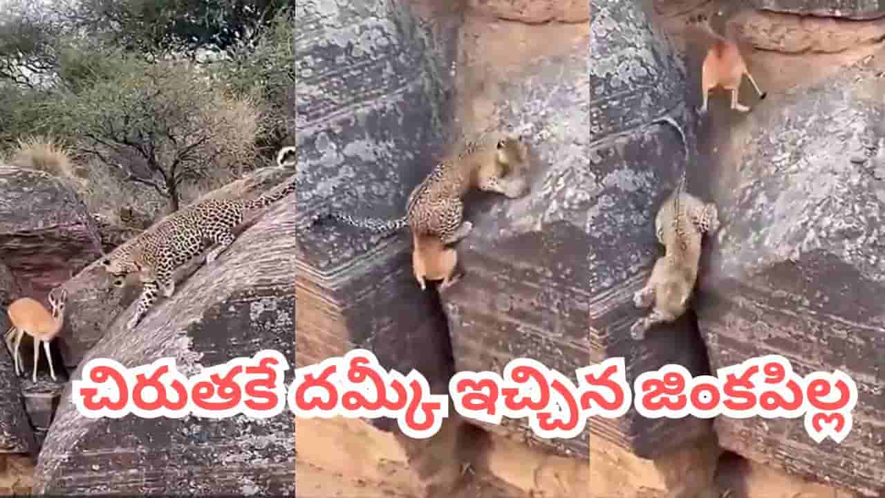 Viral Video: చిరుతపులి vs జింక పిల్ల.. ఎత్తైన కొండల మధ్య ఒళ్లు గగుర్పొడిచే వేటాడే సీన్..!
