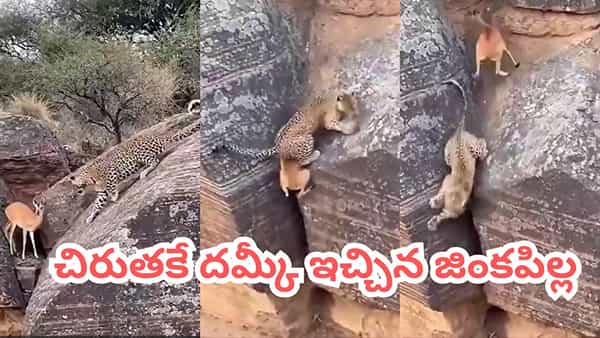 Viral Video: చిరుతపులి vs జింక పిల్ల.. ఎత్తైన కొండల మధ్య ఒళ్లు గగుర్పొడిచే వేటాడే సీన్..!