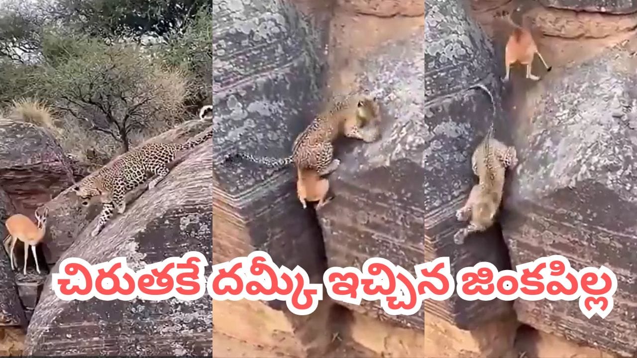 Viral Video: చిరుతపులి vs జింక పిల్ల.. ఎత్తైన కొండల మధ్య ఒళ్లు గగుర్పొడిచే వేటాడే సీన్..!