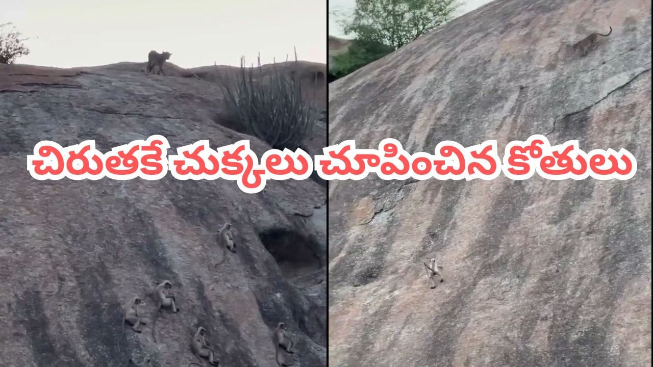 Viral Video: రాతి కొండపై చిరుత వేట.. ఈ వీడియో చూస్తే ఊపిరి బిగబట్టాల్సిందే..!