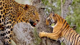 చిరుత వర్సెస్ ఆడపులి పోరులో విజేత ఎవరు..?