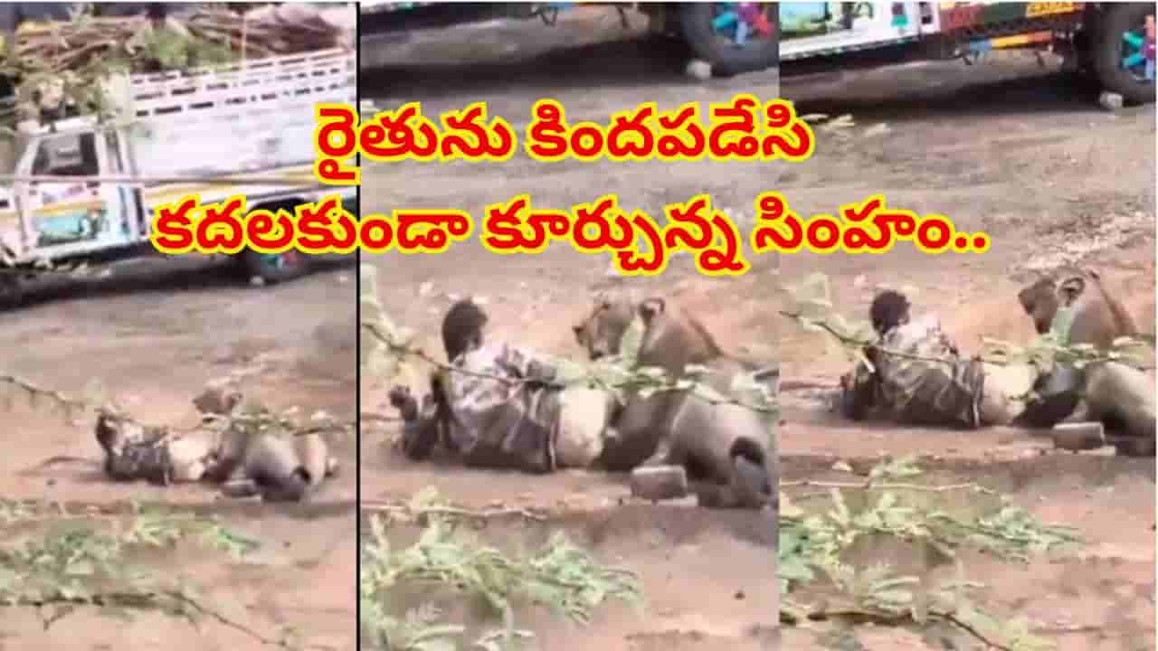 Viral Video: సింహం నోటిలో చేయి.. కాళ్లపై పంజా.. అయినా బతికి బయటపడ్డ రైతు! గుండె జారిపోయే వైరల్ వీడియో!