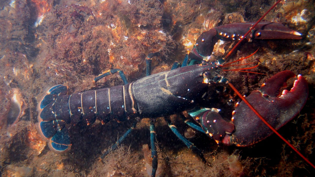 Lobster Lifespan Secrets 1