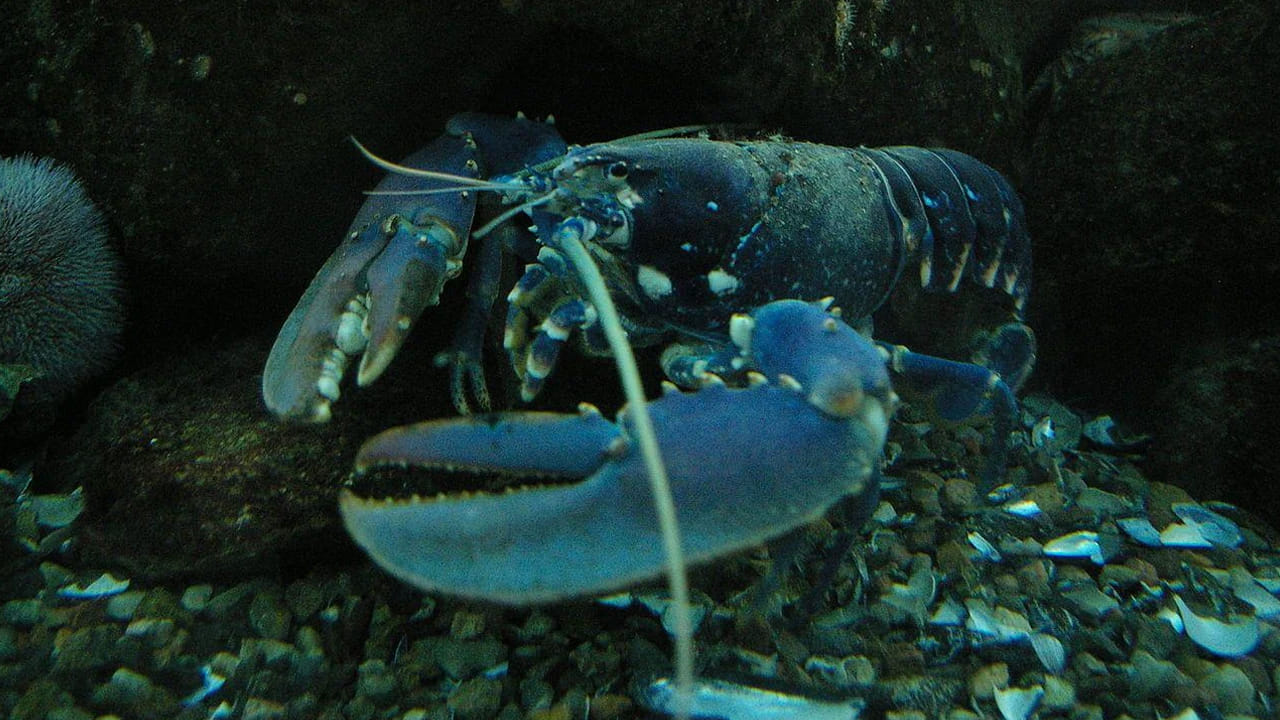 Lobster Lifespan Secrets 2