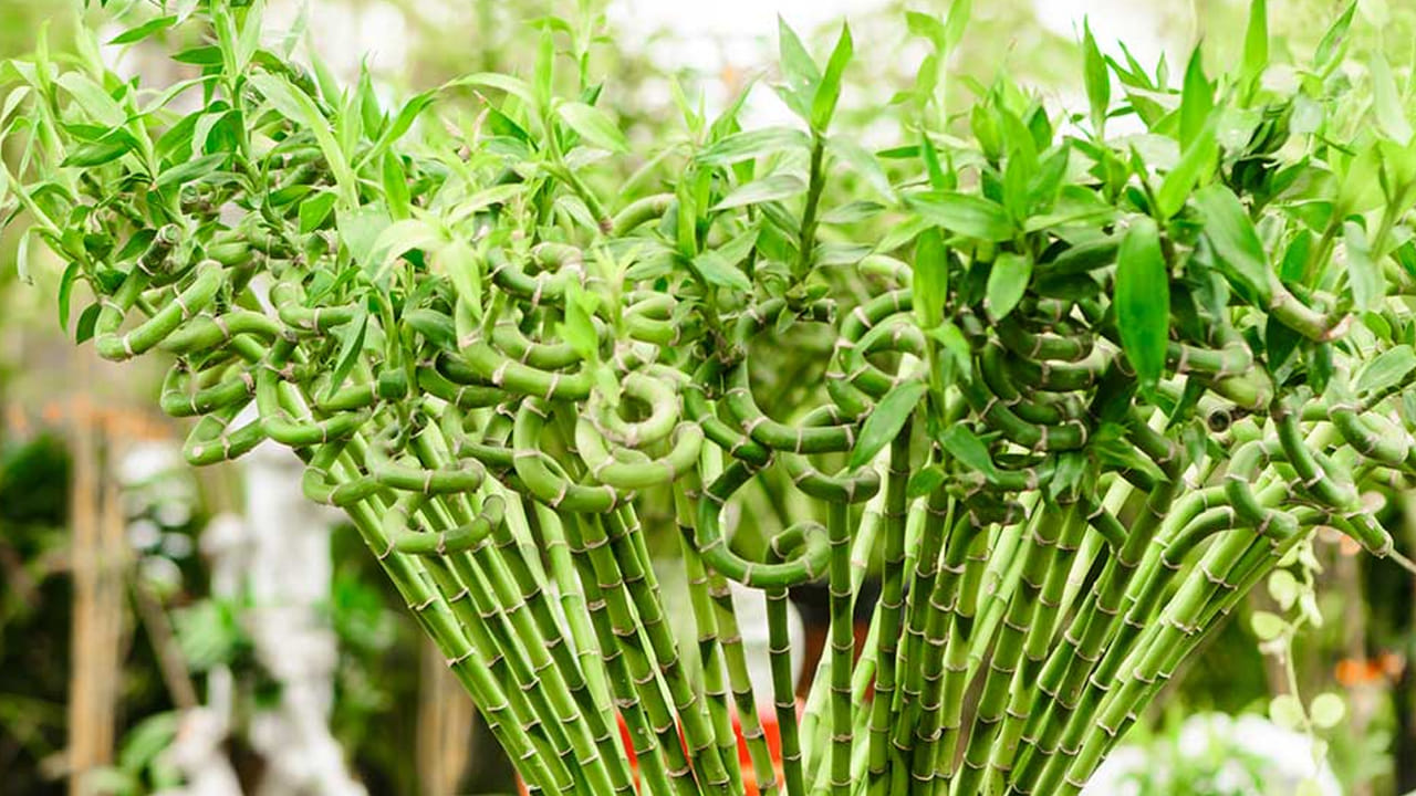 Lucky Bamboo