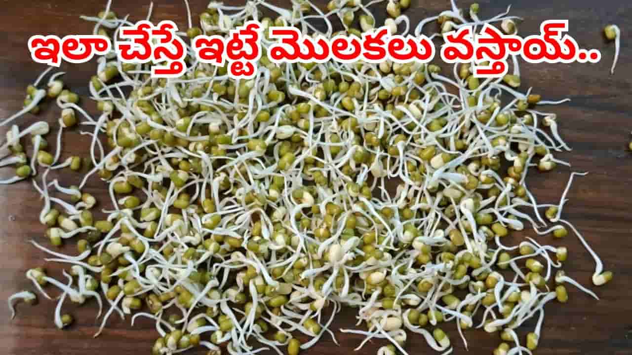 Sprouts Making: మొలకలు స్పీడ్గా రావాలంటే జస్ట్ ఇలా చేయండి.. వాసన రాదు.. జిగురు ఉండదు..
