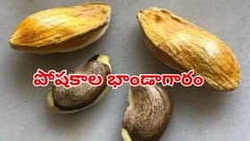 మామిడి జీడిని పారేస్తున్నారా? దానిలోని అద్భుతమైన ఆరోగ్య రహస్యాలు
