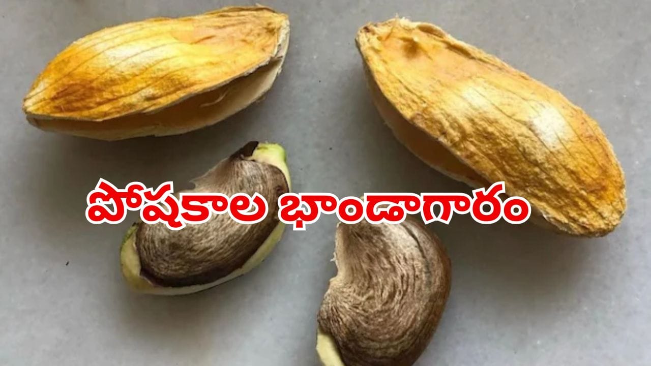 మామిడి జీడిని పారేస్తున్నారా? దానిలోని అద్భుతమైన ఆరోగ్య రహస్యాలు ఇవే!