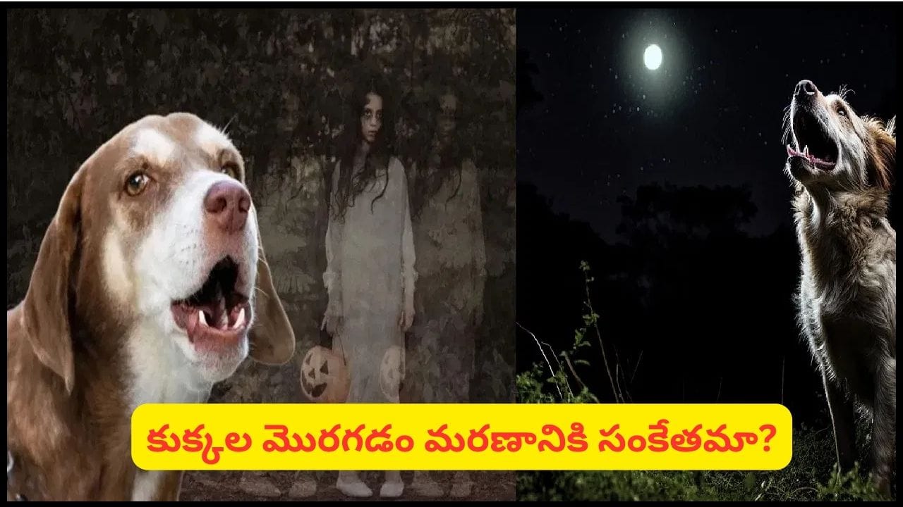 కుక్కలకు దెయ్యాలు కనిపిస్తాయా? అర్ధరాత్రి కుక్కలు ఎందుకు మొరుగుతాయో తెలుసా?
