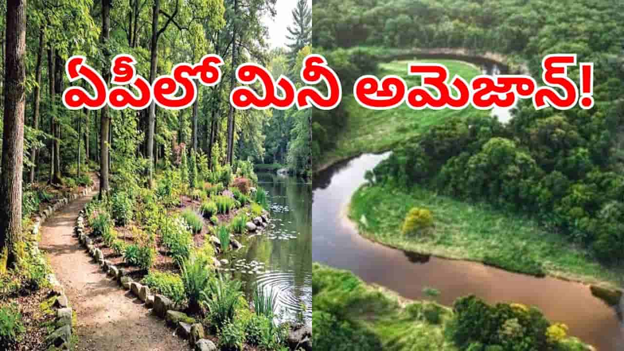 Mini Amazon: ఏపీలో మినీ అమెజాన్ ఫారెస్ట్.. చూస్తే ఫిదా అవ్వాల్సిందే.. ఎక్కడో తెలుసా..?