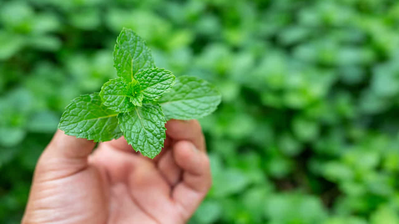 పుదీనా (Mint) అనగానే మనకు దాని అద్భుతమైన సువాసన, చలువ చేసే గుణం గుర్తుకొస్తాయి. ఎండకాలంలో బాడీని కూల్ చేయడానికి పుదీనా చట్నీ, పుదీనా జ్యూస్ లేదా మోహిటోలను ఎక్కువగా తీసుకుంటాం. అయితే, వేసవిలో అమృతంలా పనిచేసే ఈ పుదీనా, వర్షాకాలం (Monsoon) వచ్చేసరికి ఆరోగ్యానికి హాని కలిగించే అవకాశం ఉందని ఆయుర్వేద శాస్త్రం, ఆరోగ్య నిపుణులు హెచ్చరిస్తున్నారు. వర్షాకాలంలో పుదీనా తినడం వల్ల కలిగే నష్టాలు, పాటించాల్సిన ఆయుర్వేద నియమాలు ఏంటో ఇప్పుడు వివరంగా తెలుసుకుందాం.