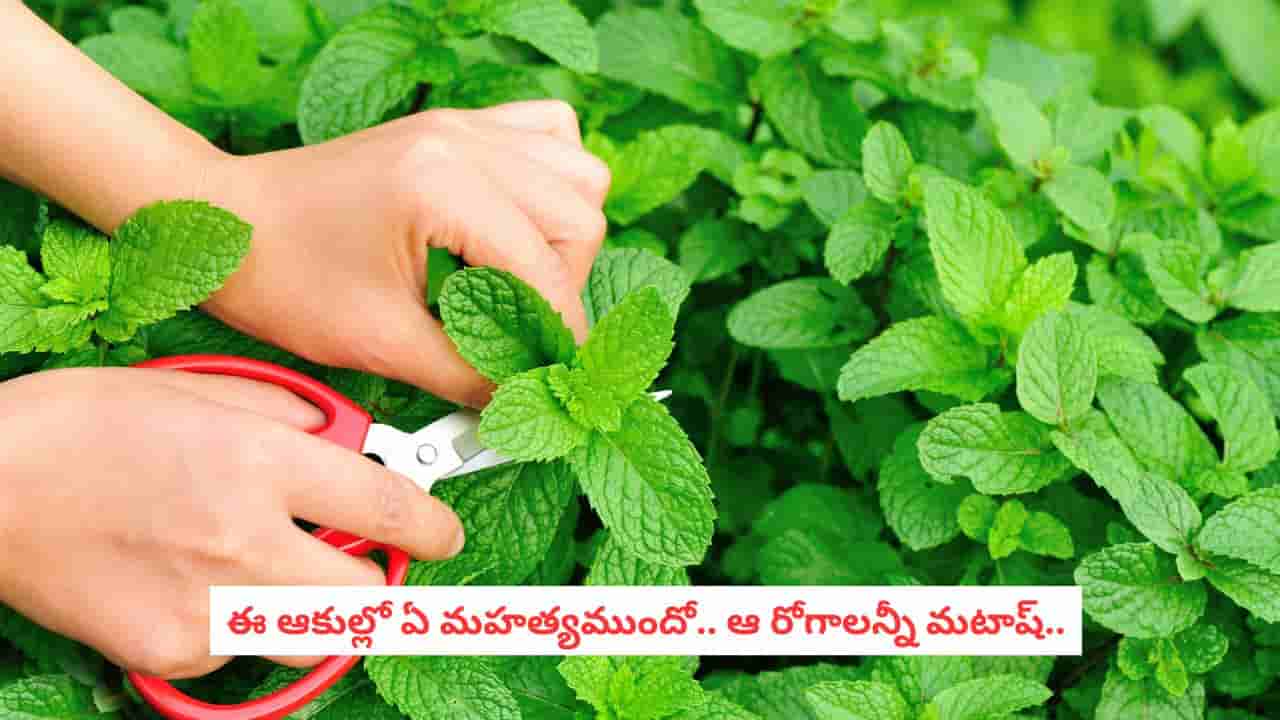 Pudina Health Secret: గ్యాస్, ఎసిడిటీలతో నరకం చూస్తున్నారా?.. పుదీనా ఆకులతో ఇలా చేస్తే నిమిషాల్లో రిలీఫ్ పక్కా!