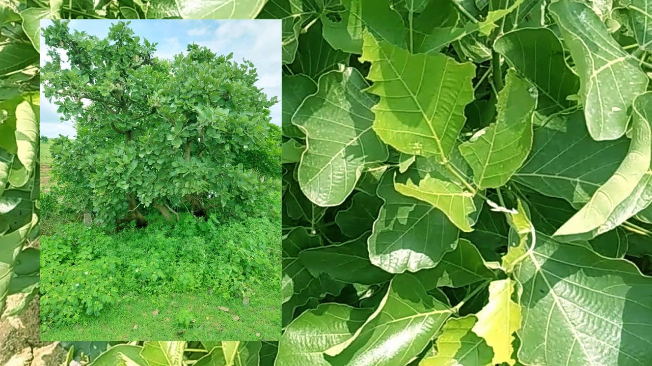 విస్తరాకులు: ఎన్నో ఏళ్ల నుంచి ఆకుల్లో భోజనం తినడం ఆనవాయితీగా వస్తుంది. ఆ ఆకులు ఏవో కావు మోదుగ ఆకులు వీటిని ఎండ బెట్టి దారంతో కుట్టి విస్తరాకులుగా చేసి కొందరు మార్కెట్లో అమ్ముతుంటారు. ఇలా ఈ ఆకులో తింటే ఆరోగ్యానికి కూడా మంచిది. ఇప్పటికీ ఎన్నో శుభకార్యాల్లో, ప్రతి ఫంక్షన్లో వీటిని తప్పక తింటారు.