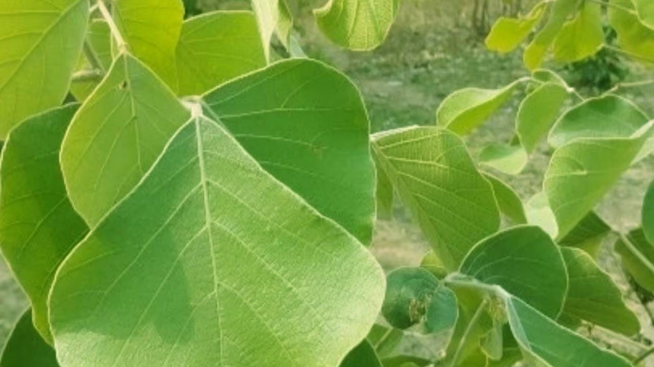 పూలు - రంగులు: మోదుగ పూలను కొందరు 'అగ్ని పూలు' అని పిలుస్తారు. ఇవి కూడా మనకి ఉపయోగపడతాయి. అయితే, వీటిని నీళ్ళలో బాగా ఉడకబెట్టి రంగుల తయారిలో ఉపయోగిస్తారు. ఈ విషయం చాలా మందికి తెలియదు. రంగులు చేసేటప్పుడు ఈ పూలు తప్పక ఉంటాయి.