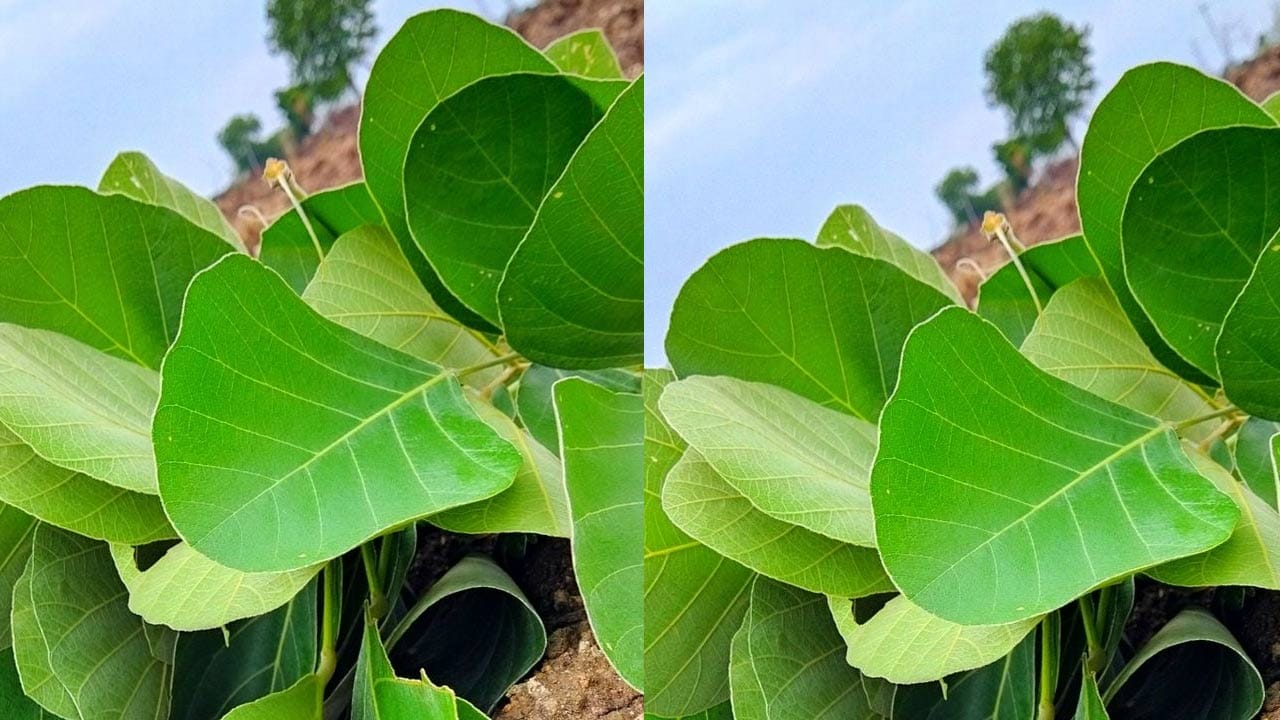 పూజలు, వాస్తు: ఇంకా ఈ మోదుగ పూలను శివారాధనలో కూడా అత్యంత ముఖ్యమైనవి. ఇంకా హిందూవులు హోమం, పూజలలో ఈ మొక్కను నుంచే కలపను వాడుతారు ఇక ఆకులను అయితే బాగా వాడుతారు. అలాగే, వాస్తు దోషాలను ఇది తొలగిస్తుంది అందుకే దీనిని వేస్తారు.