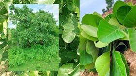 ఈ చెట్టు గురించి తెలుసుకుంటే జీవితంలో వదలరు..