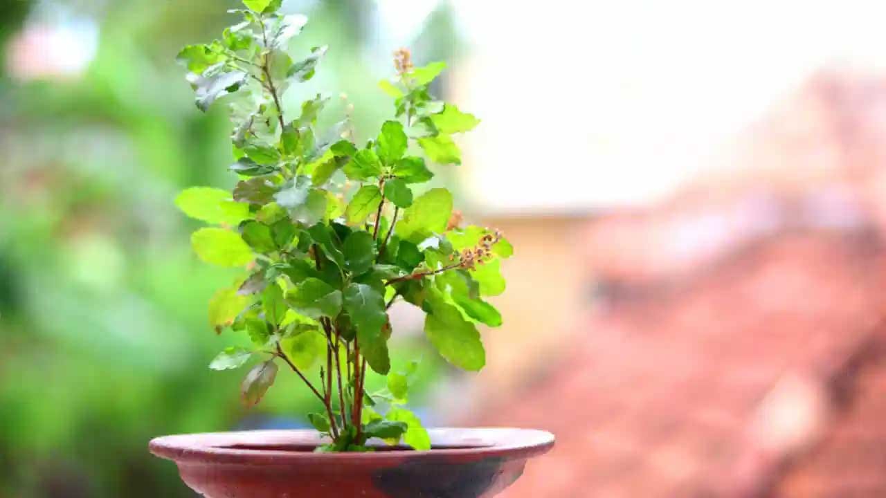 వాస్తు శాస్త్రం ప్రకారం ఇంటిలో తులసి మొక్క ఉండటం చాలా మంచిది. దీని వలన ఇంటిలో ప్రతి కూలత తగ్గిపోయి, సానుకూలత పెరుగుతుందంట. అంతే కాకుండా ఇది ఇంటికి ఉత్తరం, తూర్పు దిశలో ఉండటం వలన అన్ని విధాలుగా కలిసి వస్తుంది. ఆర్థికపరమైన ప్రయోజనాలు చేకూరుతాయంట.