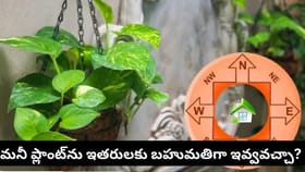 మనీ ప్లాంట్‌ను ఇలా పెంచుతున్నారా? వాస్తు ప్రకారం ఈ 7 పొరపాట్లు..