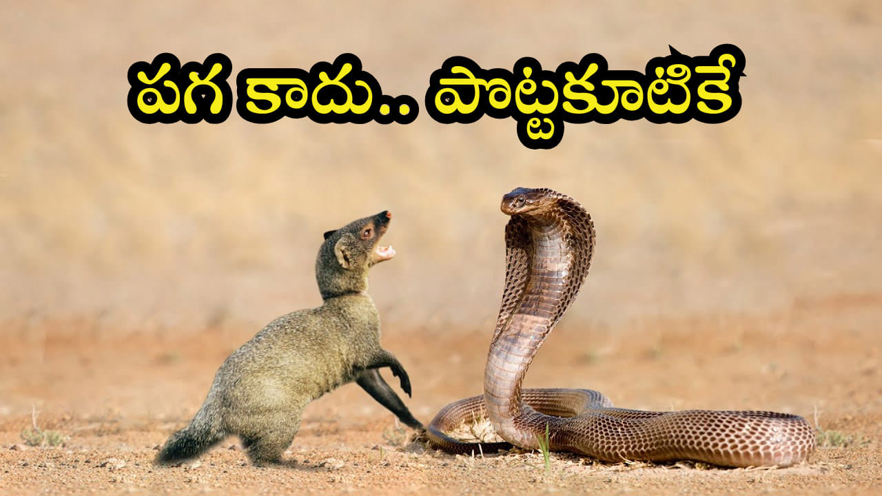 పాము, ముంగిస మధ్య ఉన్న పగ ఏంటి? 99 శాతం మందికి తెలియని నిజం