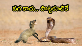 పాము, ముంగిస పగ.. 99 శాతం మందికి తెలియని నిజం