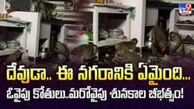దేవుడా.. ఈ నగరానికి ఏమైంది.. ఓవైపు కోతులు..మరోవైపు శునకాల బీభత్సం