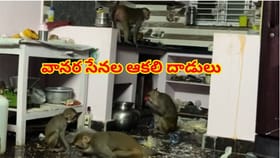 ఇంట్లో కోతులు,బయట కుక్కలు! అధికారుల చర్యల కోసం ఎదురుచూస్తున్న జనం