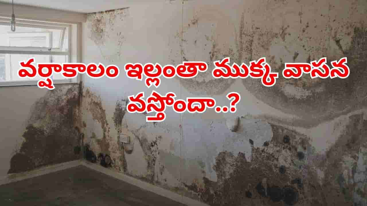 వర్షాకాలంలో గోడల తేమ, బ్యాడ్ స్మెల్తో విసిగిపోయారా? రూపాయి ఖర్చు లేకుండా ఇలా చెక్ పెట్టండి!