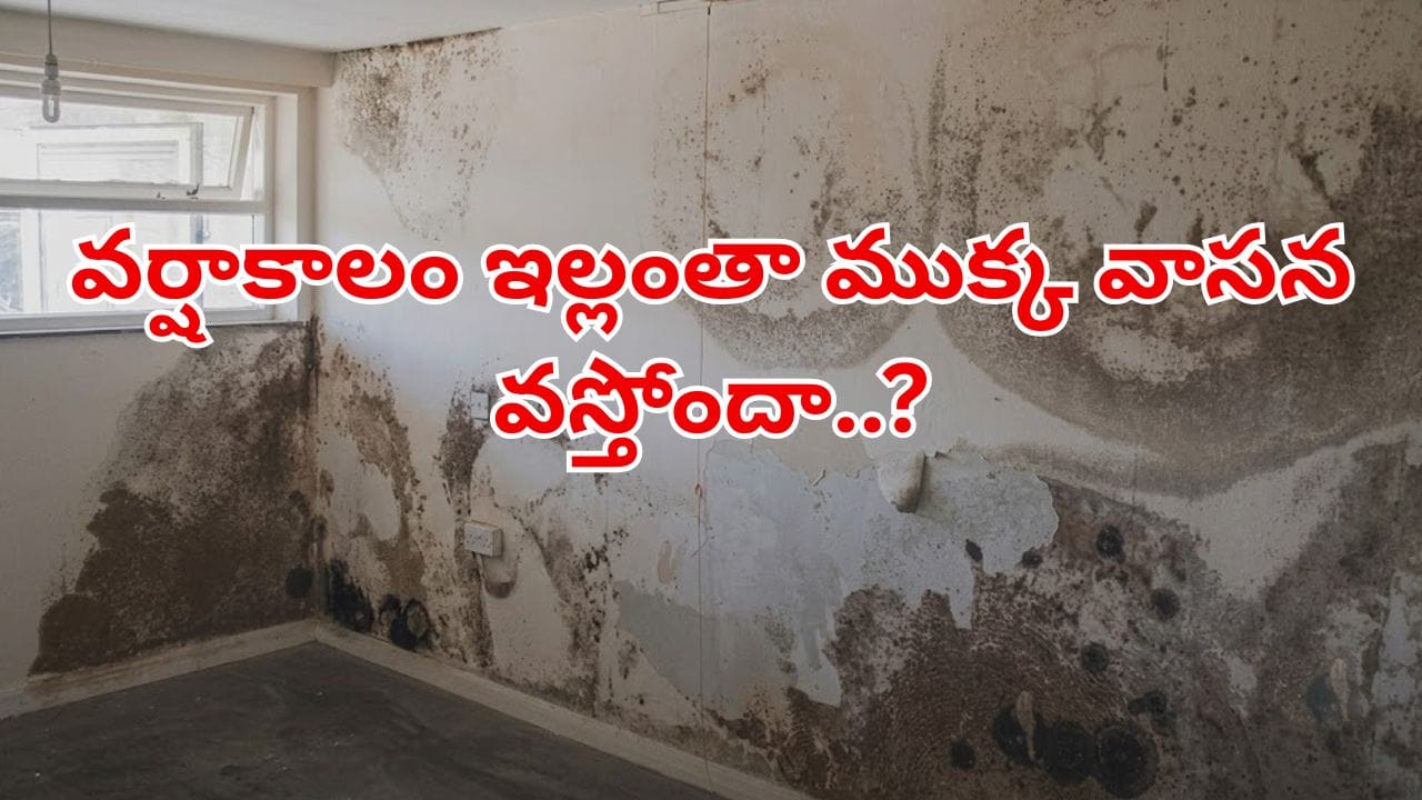 వర్షాకాలంలో గోడల తేమ, బ్యాడ్ స్మెల్తో విసిగిపోయారా? రూపాయి ఖర్చు లేకుండా ఇలా చెక్ పెట్టండి!