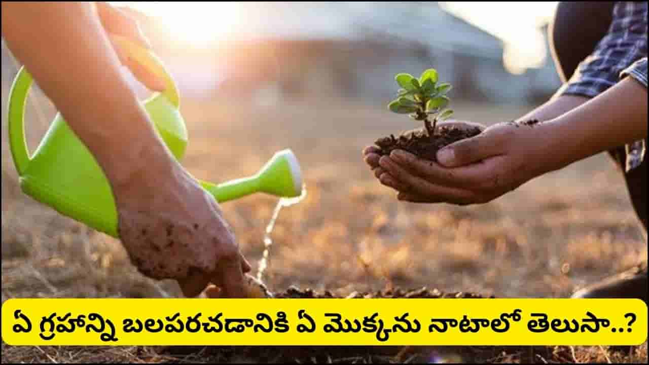 Astrology: వర్షాకాలంలో ఈ మొక్కలు నాటితే గ్రహాల అనుగ్రహం.. జ్యోతిష్యం ప్రకారం ఏ గ్రహానికి ఏ చెట్టు శుభం?