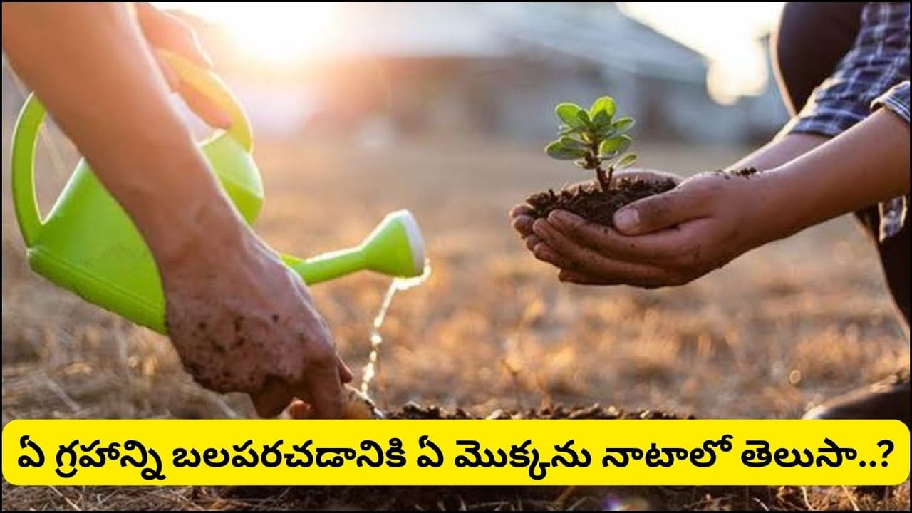 Astrology: వర్షాకాలంలో ఈ మొక్కలు నాటితే గ్రహాల అనుగ్రహం.. జ్యోతిష్యం ప్రకారం ఏ గ్రహానికి ఏ చెట్టు శుభం?