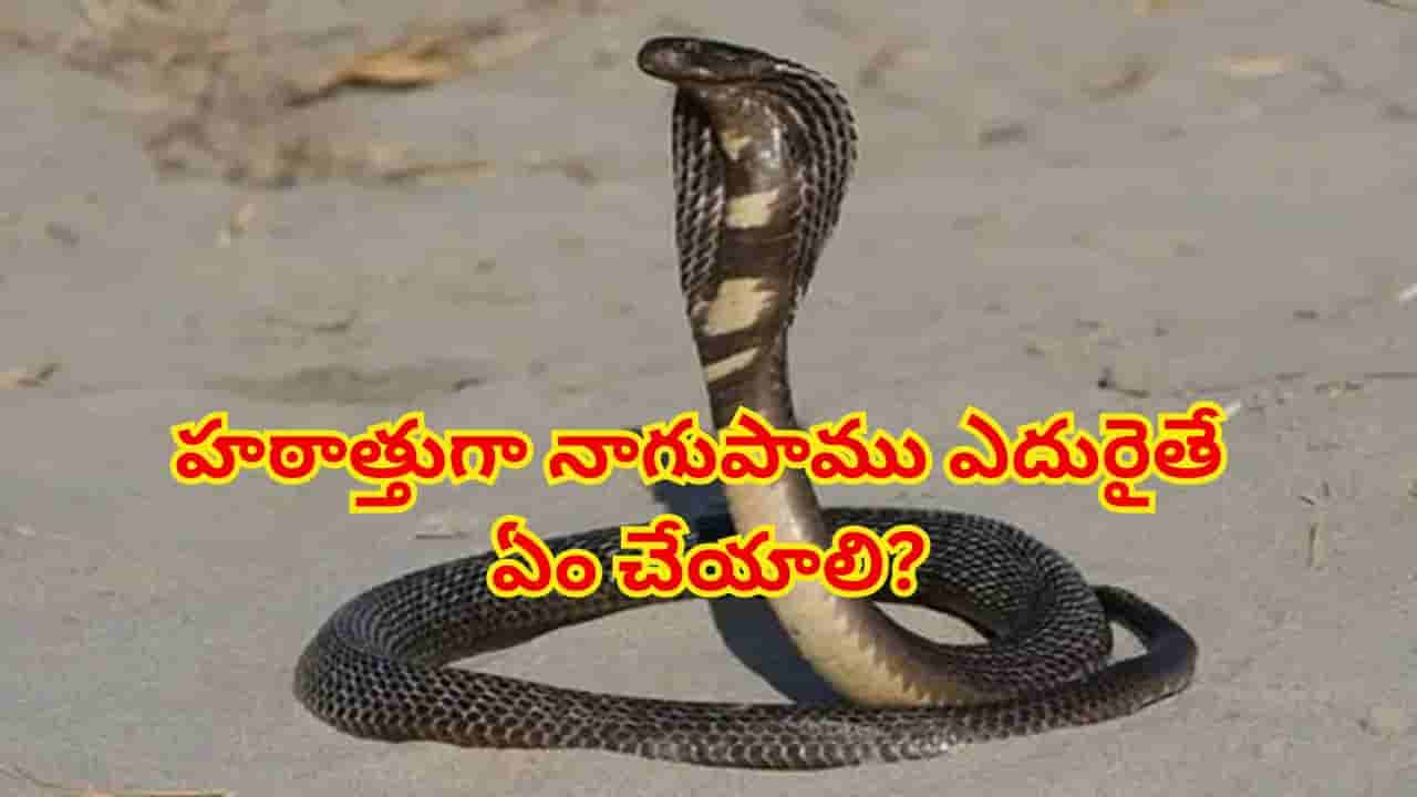అసలే వర్షాకాలం..హఠాత్తుగా నాగుపాము ఎదురైతే ఏం చేయాలి? ప్రాణాలు కాపాడే సేఫ్టీ టిప్స్, ప్రథమ చికిత్స గైడ్!