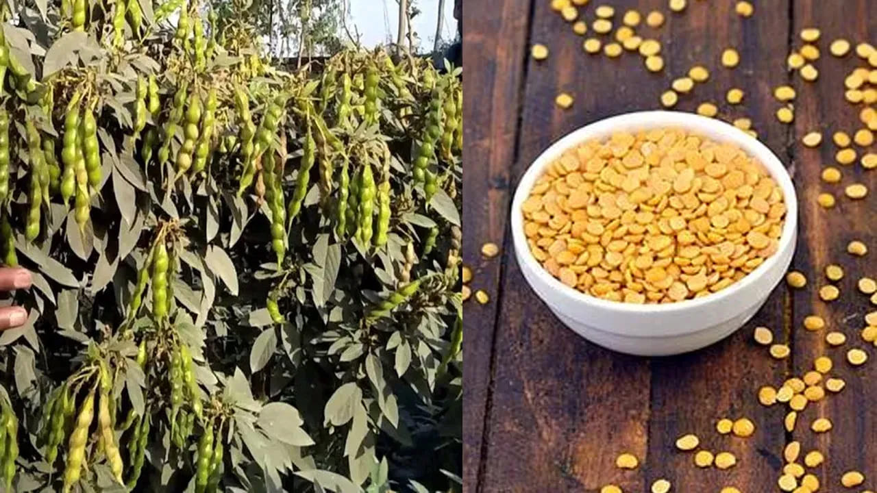 మన దేశంలో అత్యధిక ఇళ్లలో ప్రతిరోజూ వాడేది కందిపప్పే. కందిపప్పుకు కమ్మటి, బలమైన రుచి ఉంటుంది. ఇది తిన్న తర్వాత కడుపు నిండిన అనుభూతిని ఇస్తుంది. మధ్యాహ్న భోజనానికి ఇది పర్ఫెక్ట్ జోడీ. కొందరిలో కందిపప్పు తింటే కాస్త బరువుగా అనిపించడం లేదా గ్యాస్ రావడం జరగొచ్చు. అలాంటప్పుడు పప్పును వండటానికి ముందు కాసేపు నానబెట్టడం, వండేటప్పుడు కొద్దిగా ఇంగువ, వెల్లుల్లి చేర్చడం వల్ల ఈ సమస్య తగ్గుతుంది.