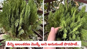 దీన్ని అలంకరణ మొక్కే అని అనుకుంటే పొరపాటే..