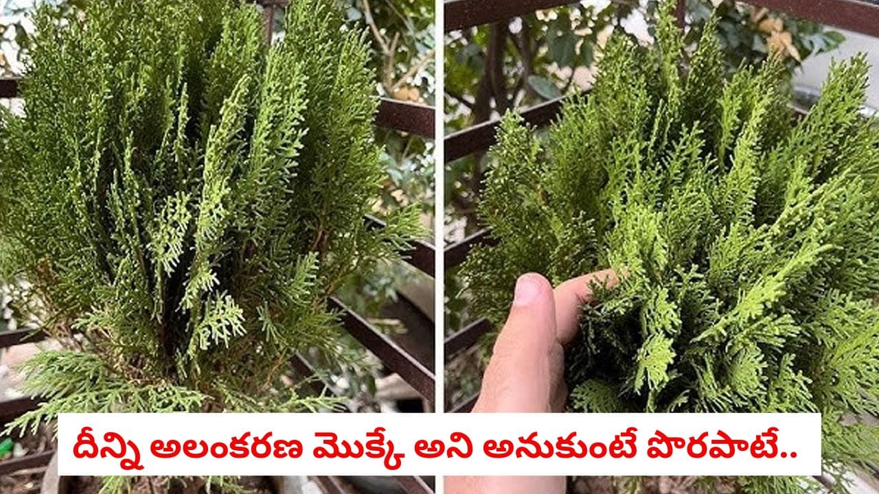 Morepankhi Plant: కేవలం అలంకరణకే కాదు.. నెమలి ఈకల మొక్కలో ఉన్న ఔషధ గుణాలు తెలిస్తే అస్సలు వదలరు!