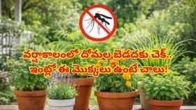 వర్షాకాలంతో ఇంట్లో దోమల బెడదా? అయితే ఈ 3 మొక్కలను వెంటనే నాటండి!