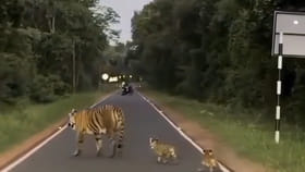 పసికూనలతో షికారుకు వచ్చిన తల్లి పులి!
