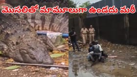 మొసలినా మజాకా.. ముప్పతిప్పలు పెట్టిందిగా.. వీడియో చూస్తే..