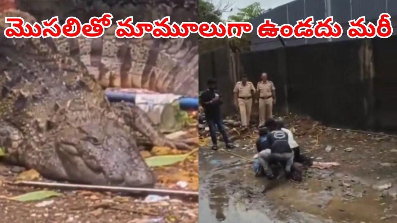 Viral Video: మొసలినా మజాకా.. ముప్పతిప్పలు పెట్టిందిగా.. వీడియో చూస్తే..
