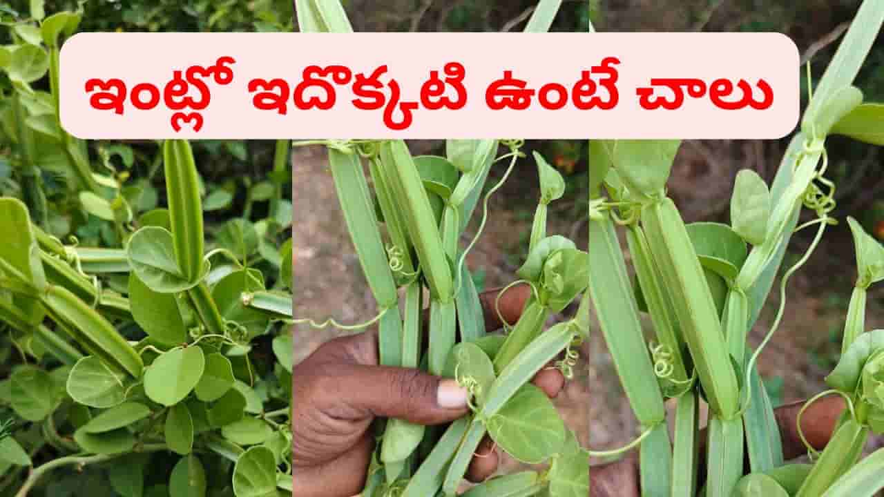 ఎముకలను ఉక్కులా మార్చే బ్రహ్మాస్త్రం.. నల్లేరు మొక్క కాదు నయం కానీ రోగాలకు సంజీవని