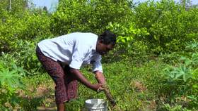 ప్రకృతి వ్యవసాయం - ఎంతో లాభదాయకం - మరెంతో ఆరోగ్యకరం