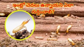 ఇంట్లో చెదపురుగులు పట్టాయని ఎలా గుర్తించాలి? ఫర్నిచర్‌ రక్షణ కోసం