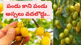 ఆయుర్వేద దివ్యౌషధం.. వేప పండ్లు ఉపయోగాలు తెలిస్తే అవాక్కే..